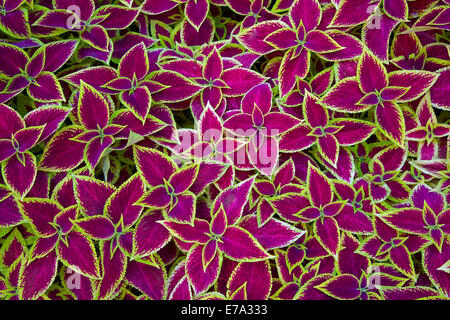 Dekorativer floraler Hintergrund Coleus (gemalt Brennnessel) Anlage - Latein: Solenostemon Scutellarioides Stockfoto