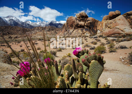 Beavertail Kaktus in Blüte (Opuntia Basilaris var. Whitneyana), Alabama Hills, in der Nähe von Lone Pine und Sierra Nevada Bergkette Stockfoto