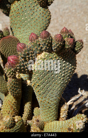 Beavertail Kaktus in Blüte (Opuntia Basilaris var. Whitneyana), fand nur in Alabama Hills, in der Nähe von Lone Pine, Inyo County, Kalifornien Stockfoto