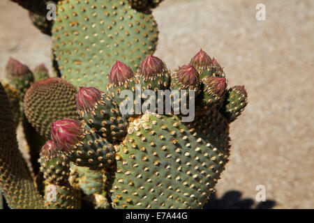 Beavertail Kaktus in Blüte (Opuntia Basilaris var. Whitneyana), fand nur in Alabama Hills, in der Nähe von Lone Pine, Inyo County, Kalifornien Stockfoto