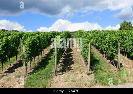 Ein Sturm zieht über Weinberge in einem deutschen Weingut Stockfoto