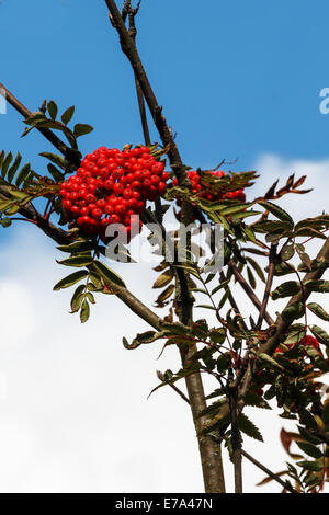 Vogelbeeren auf Eberesche Stockfoto