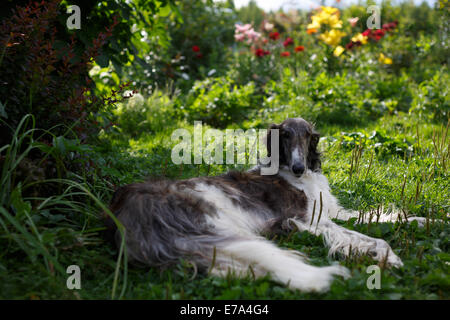 Barsoi-Jagdhund-Hund Stockfoto