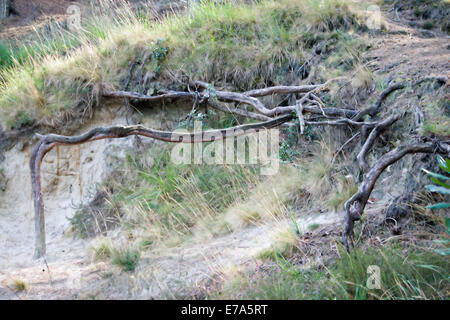 Baumwurzeln am sandigen Ufer am blauen Pool in Dorset ausgesetzt. Stockfoto