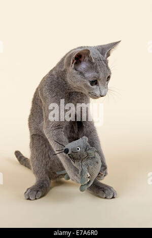 Russisch Blau Kätzchen, 20 Wochen, mit Stofftier Maus Stockfoto