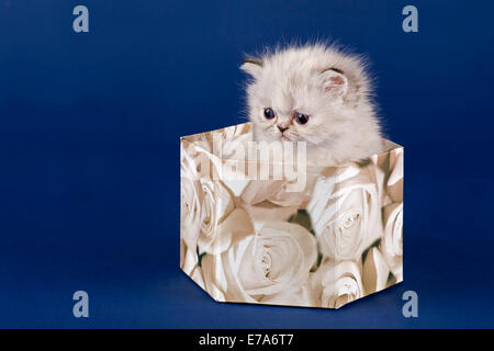 Perser Kätzchen, 5 Wochen in einer box Stockfoto