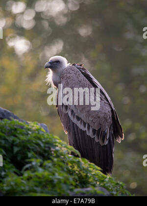 Gänsegeier (abgeschottet Fulvus), Sainte-Croix Zoo, Lothringen, Frankreich Stockfoto