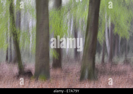 Wald, abstrakt, Sachsen, Deutschland Stockfoto