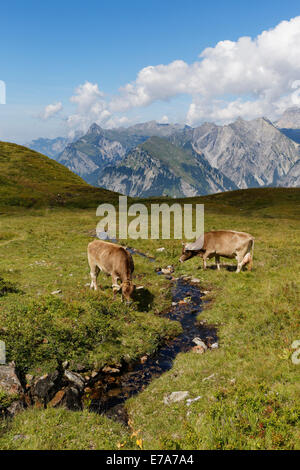 Kühe weiden auf einem Gebirgsbach, Sonnenkopf Berg, Eisentaler Gruppe Berge, Verwall Mountains, Lechquellengebirge am Stockfoto