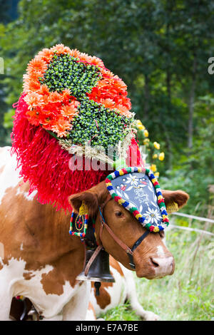 Verzierte Kuh, Almabtrieb Almabtrieb, Söll, Nord-Tirol, Österreich Stockfoto