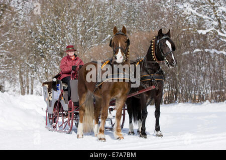 Mit Welsh Ponys im Winter Schlitten Sie, Schlitten Sie fahren, Söll, Tirol, Österreich Stockfoto