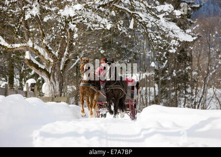 Mit Welsh Ponys im Winter Schlitten Sie, Schlitten Sie fahren, Söll, Tirol, Österreich Stockfoto