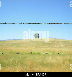 Einen Stacheldrahtzaun vor einem Feld unter einem blauen Himmel und Sonnenschein Stockfoto