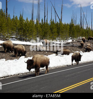 Eine Herde Bisons grasen in der Nähe von der Seite einer Straße im Yellowstone-Nationalpark, Wyoming Stockfoto