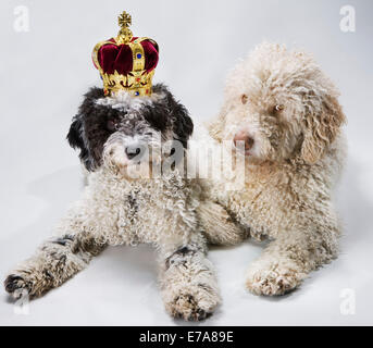 Zwei portugiesische Wasserhunde liegen nebeneinander, einer mit einer Krone Stockfoto