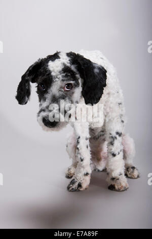 Eine schwarze und weiße Portugiesischer Wasserhund mit seinem Kopf hing in Schande Stockfoto