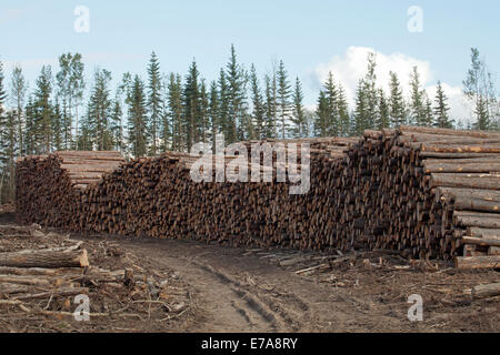 Gestapelte Protokolle im borealen Wald Clearing, Peace River, Alberta, Kanada Stockfoto