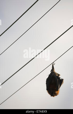 Niedrigen Winkel Ansicht der Fledermaus auf Elektrokabel gegen Himmel schlafen Stockfoto