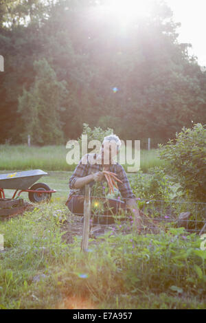 Reifer Mann arbeiten im Gemüsegarten Stockfoto