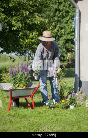 Volle Länge des Reife Frau Blumentöpfe in Schubkarre im Garten laden Stockfoto