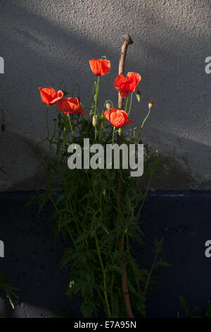 Frischer Mohn im Garten wachsen Stockfoto