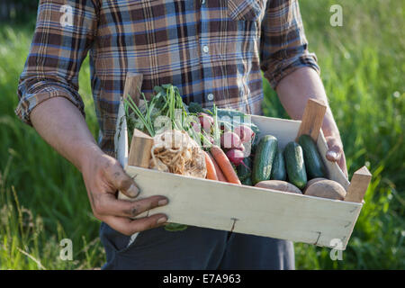 Mittelteil der Reife Mann trägt Kiste von erntefrischem Gemüse im Garten Stockfoto