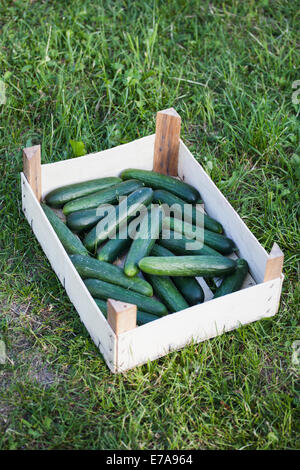 Vogelperspektive Blick auf frisch geerntete Gurken in Kiste auf dem Rasen Stockfoto