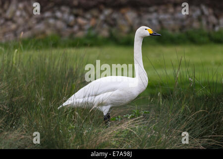 Ein Bewick Schwan (Cygnus Bewickii), Federwild und Feuchtgebiete Trust, London Wetland Centre, Barnes, London, England, Vereinigtes Königreich Stockfoto