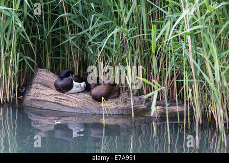 Eine weibliche und männliche Reiherenten (Aythya Fuligula) schlafen, Federwild und Wetlands Trust, London Wetland Centre, Barnes, London Stockfoto