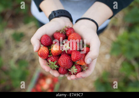 Nahaufnahme der Hände halten frisch gepflückt Erdbeeren im Feld Stockfoto