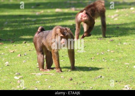 Zwei südlichen Schweinsaffen (Macaca Nemestrina) in einer natürlichen Umgebung Stockfoto