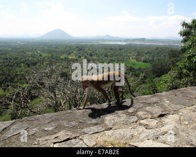 Ein Affe auf einer Wand außerhalb der Felsentempel bei Dambulla, Sri Lanka Stockfoto