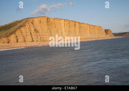 Goldene Abendlicht auf Sandstein-Klippen, Klippen East, West Bay, Bridport, Dorset-England Stockfoto