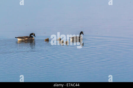 Kanadagans Branta Canadensis mit Küken auf See schwimmen Stockfoto