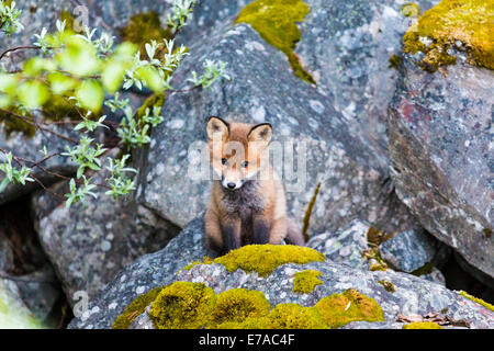 Redfox Welpe, Vulpes Vulpes, Blick aus seinem Nest, Kvikkjokk, Schwedisch-Lappland, Schweden Stockfoto