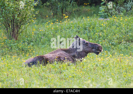 Elch, Alces Alces liegend unter Trollblume in Kvikkjokk, Schwedisch-Lappland, Schweden Stockfoto