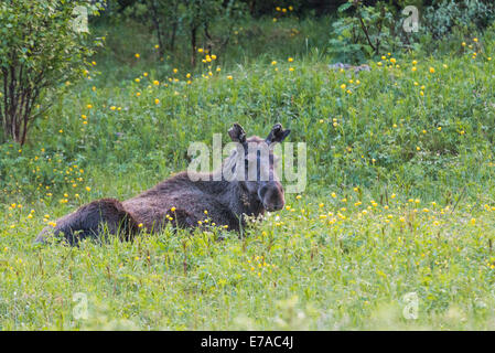 Elch, Alces Alces liegend unter Trollblume in Kvikkjokk, Schwedisch-Lappland, Schweden Stockfoto