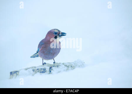 Eichelhäher Garrulus Glandarius, sitzend auf Baumstamm in Winterlandschaft Stockfoto