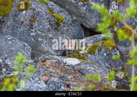 Redfox Welpe, Vulpes Vulpes, Blick aus seinem Nest, Kvikkjokk, Schwedisch-Lappland, Schweden Stockfoto