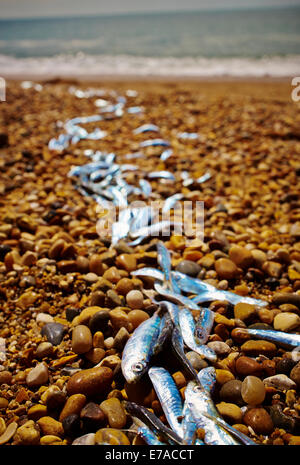 Toten Sardellenfang angespült an den Stränden der Küste South Devon und Cornwall, August 2014. Stockfoto