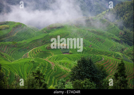 Longji (Dragon es Backbone) Reihenhaus Reis Felder, China Stockfoto