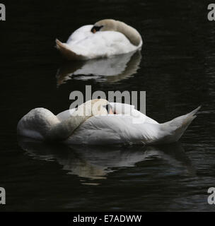 Ein paar Höckerschwäne auf einem Fluss zu schlafen Stockfoto