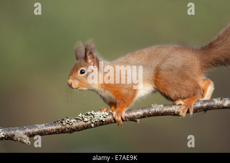 Eurasische Eichhörnchen (Sciurus Vulgaris) auf schlanken Zweig Stockfoto