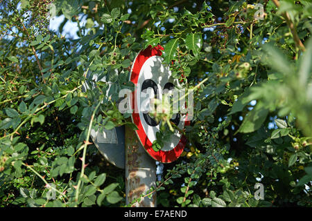 30 km/h-Schild am Straßenrand Unterholz versteckt Stockfoto