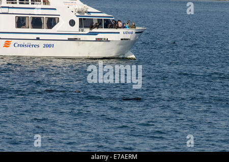 Kanada, Quebec, Sagueany Fjord. Wale beobachten und Sightseeing Boot in der Nähe von Tadoussac, Harbor Seal (Wild: Phoca Vitulina). Stockfoto