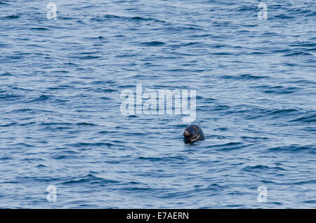 Kanada, Quebec, Sagueany Fjord. Harbor Seal (WILD: Phoca Vitulina). Stockfoto