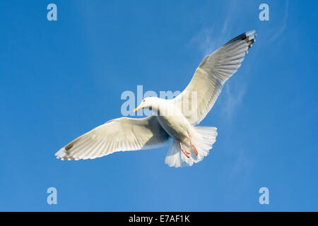 Silbermöwe (Larus Argentatus) gegen blauen Himmel fliegen. Stockfoto