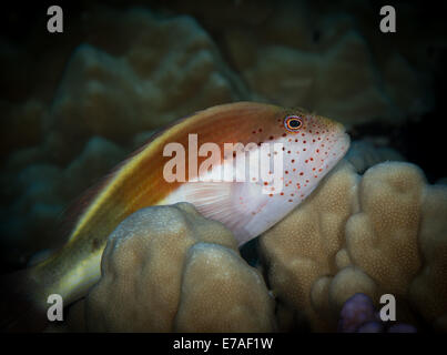 Sommersprossiges Hawkfish Uhren Leben auf gefährliche Riff, Rotes Meer, Ägypten Stockfoto