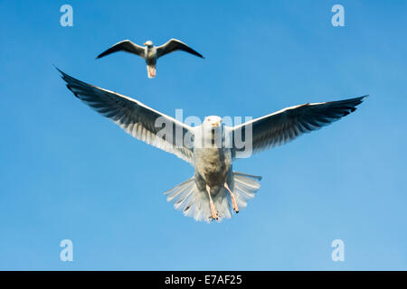 Silbermöwe (Larus Argentatus) gegen blauen Himmel mit zweiten Möwe im Hintergrund fliegen. Stockfoto