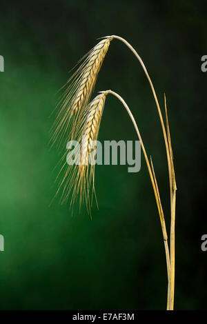 Gerste (Hordeum Vulgare), Tirol, Österreich Stockfoto